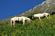 10 Uscito su verde radura prativa sulle pendici del Menna incontro cavalli al pascolo